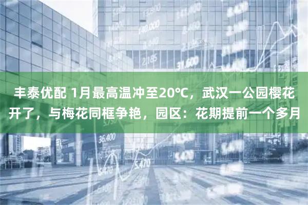 丰泰优配 1月最高温冲至20℃，武汉一公园樱花开了，与梅花同框争艳，园区：花期提前一个多月